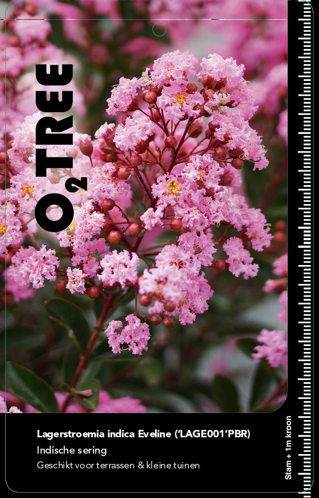 lagerstroemia-indica-eveline