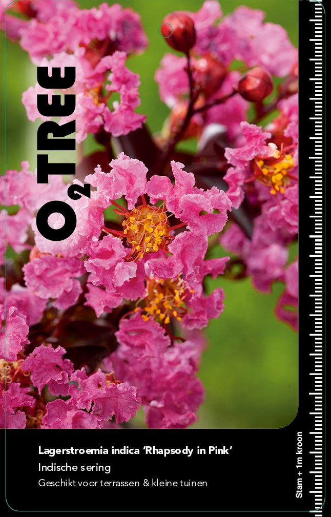 lagerstroemia-indica-rhapsody-in-pink