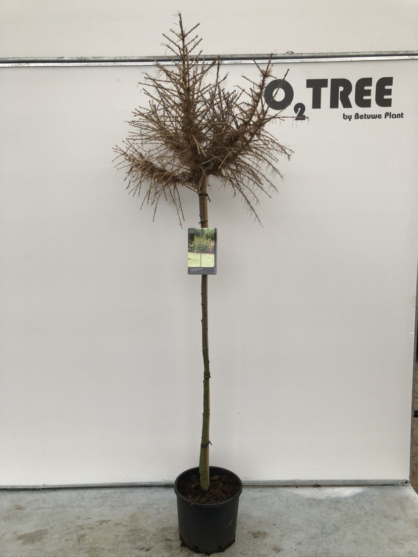 larix-decidua--kornik--c10-120cm