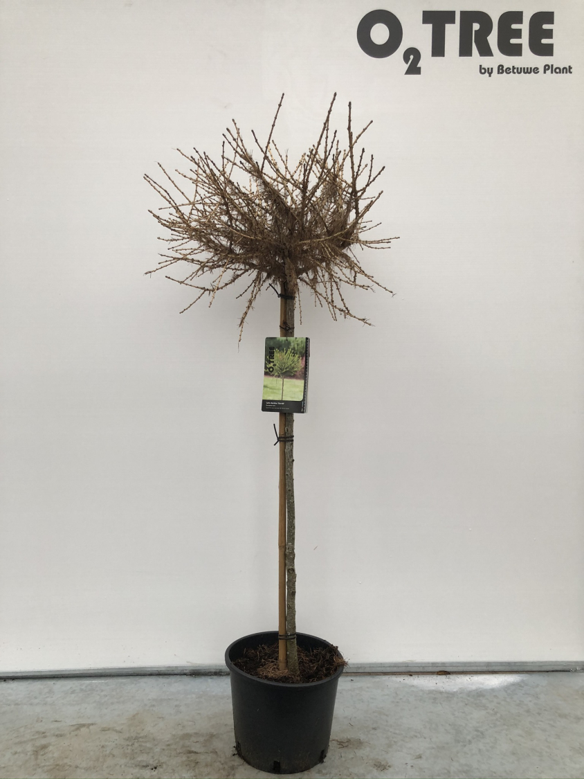 larix-decidua--kornik--c10-90cm