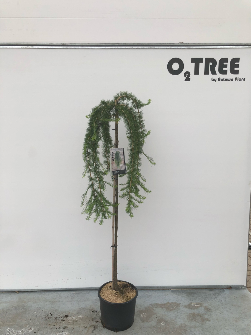 larix-decidua--puli--c10-120cm--2-