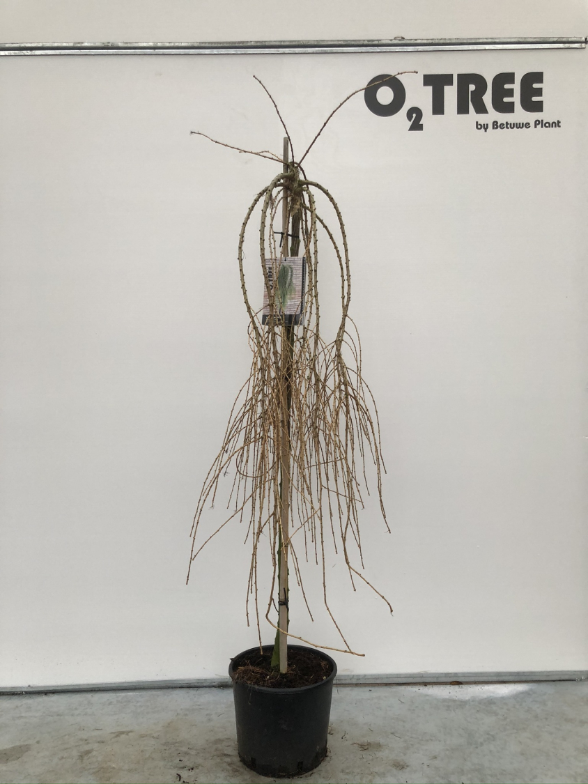 larix-decidua--puli--c10-120cm