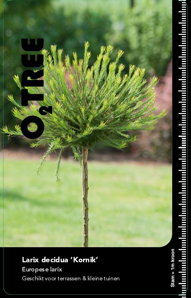 larix-decidua-kornik