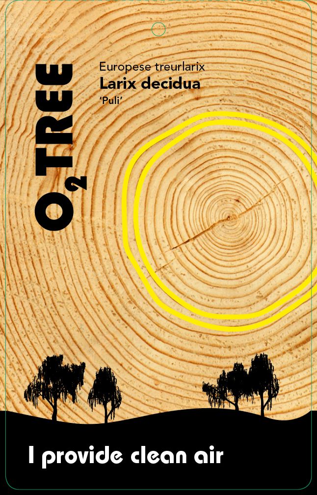 larix-decidua-puli-thema