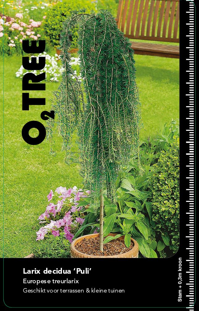 larix-decidua-puli