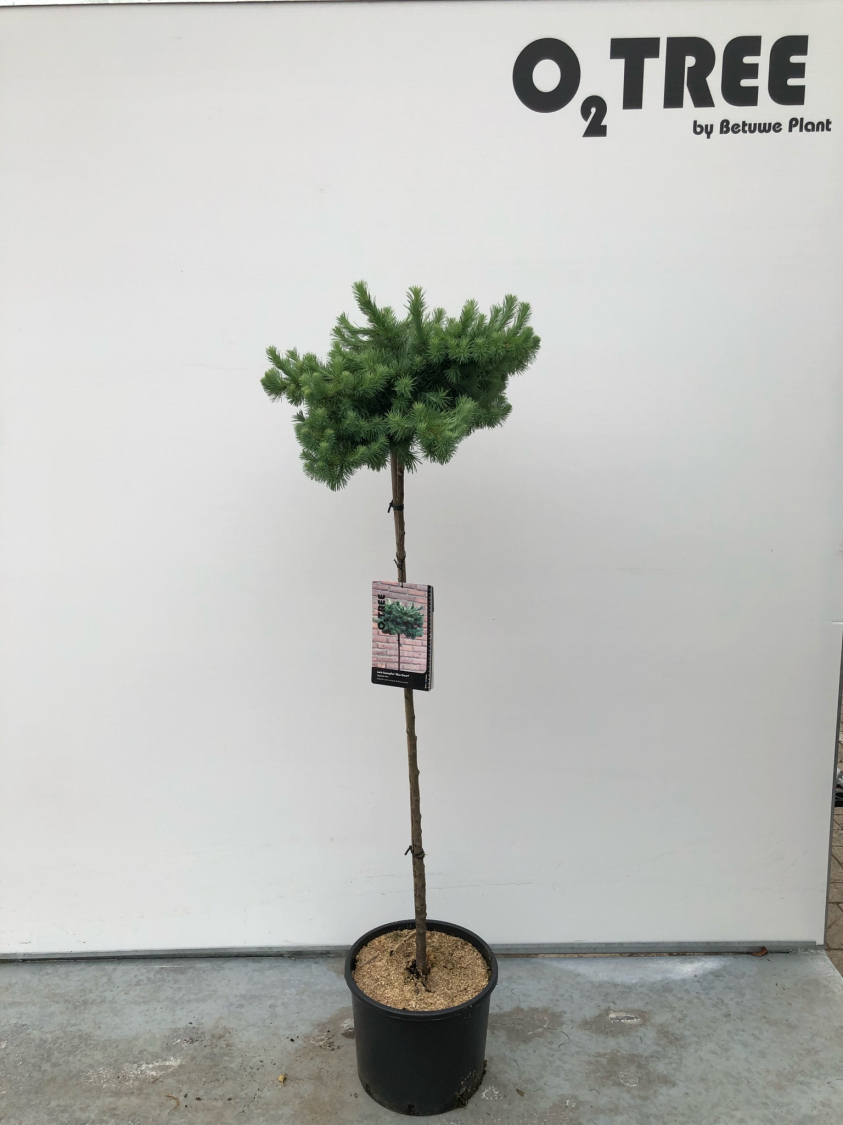 larix-kaempferi--blue-dwarf--c10-120cm