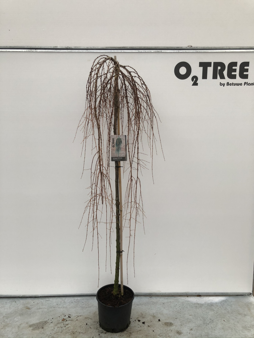 larix-kaempferi--stiff-weeping--c12-150cm