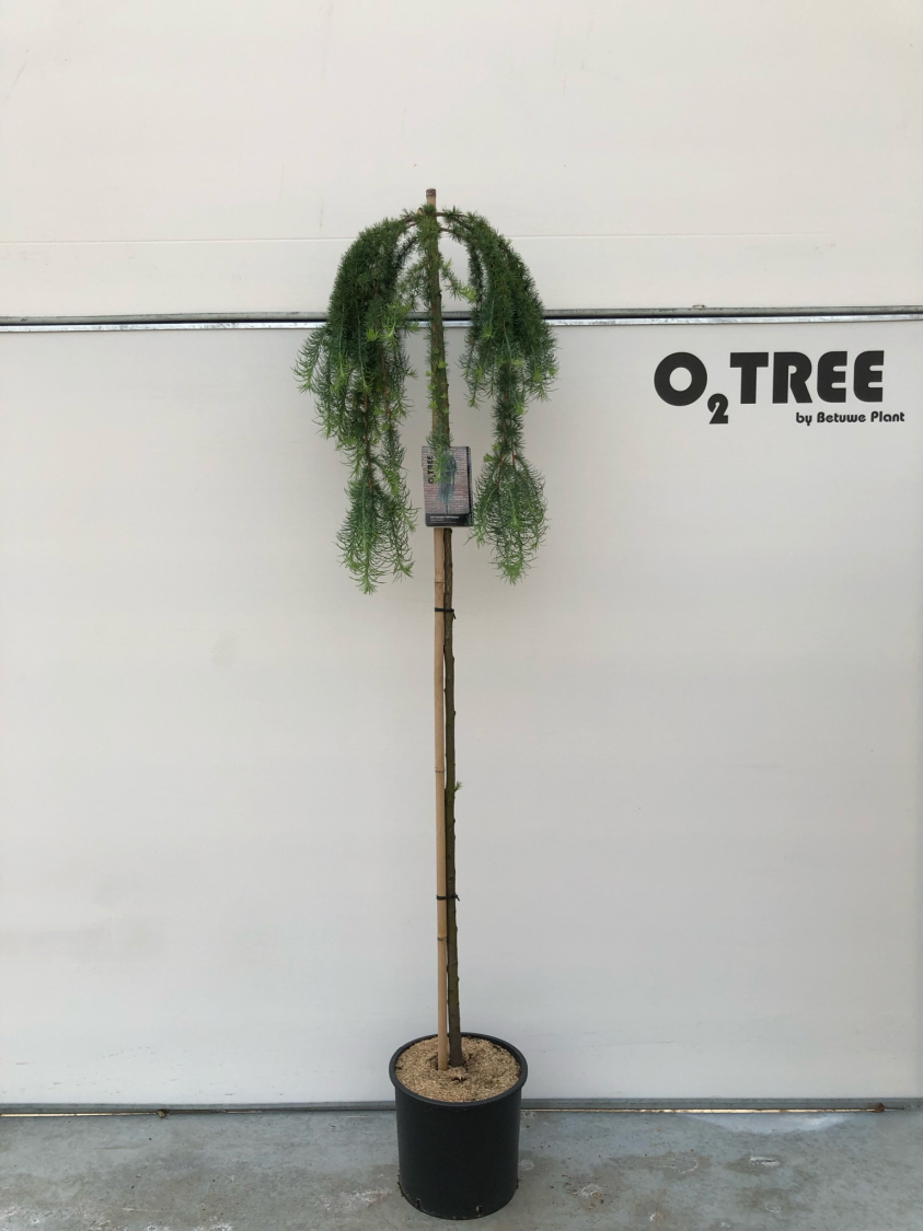 larix-kaempferi--stiff-weeping--c15-180cm--2-
