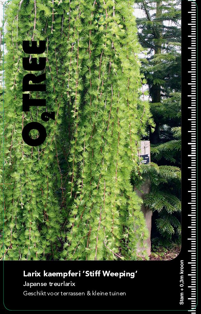 larix-kaempferi-stiff-weeping