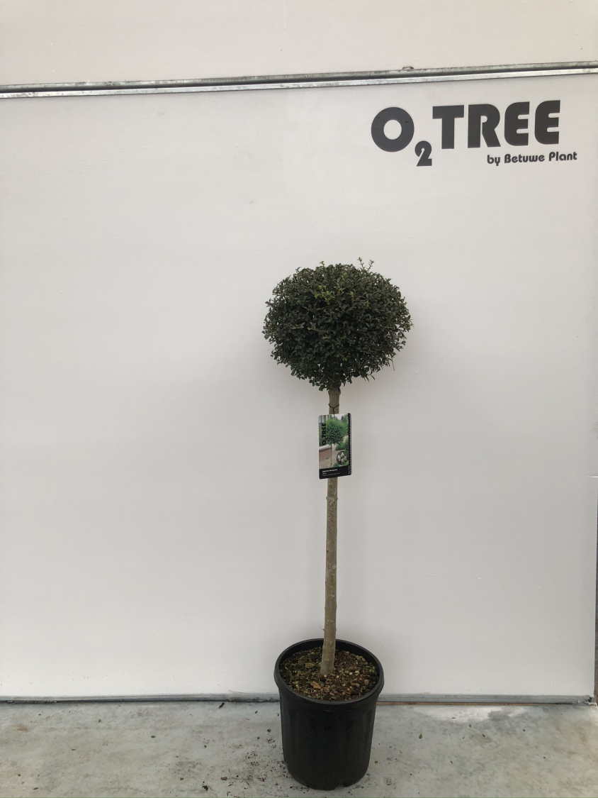 ligustrum-delavayanum-c15-80cm