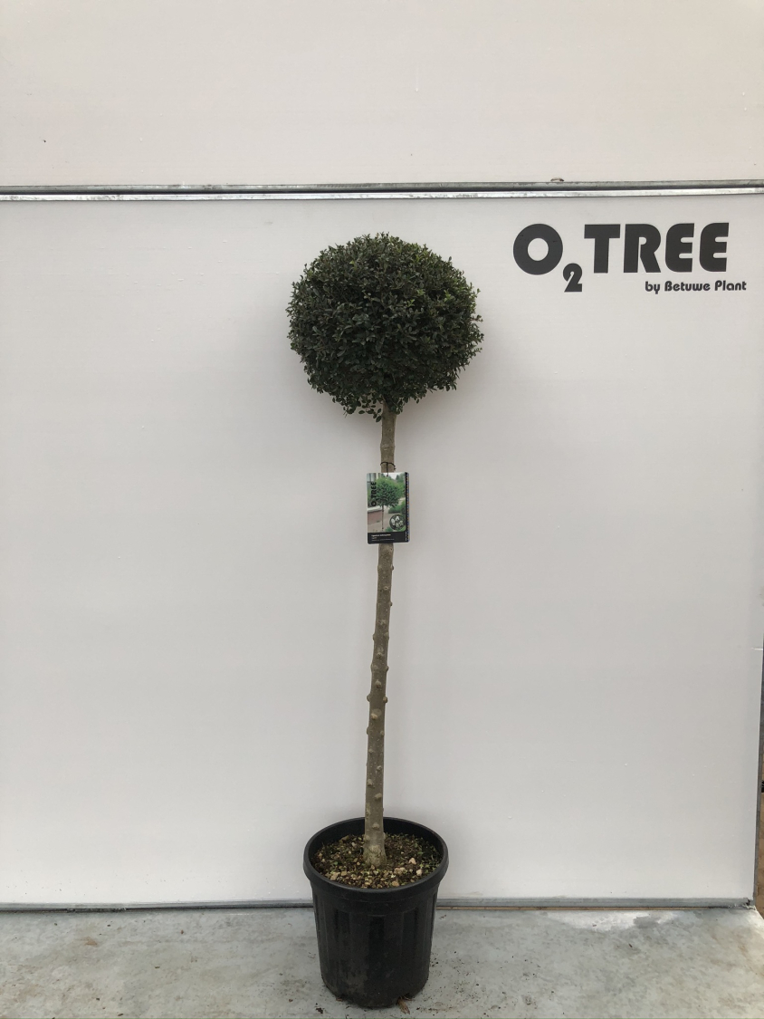 ligustrum-delavayanum-c25-120cm