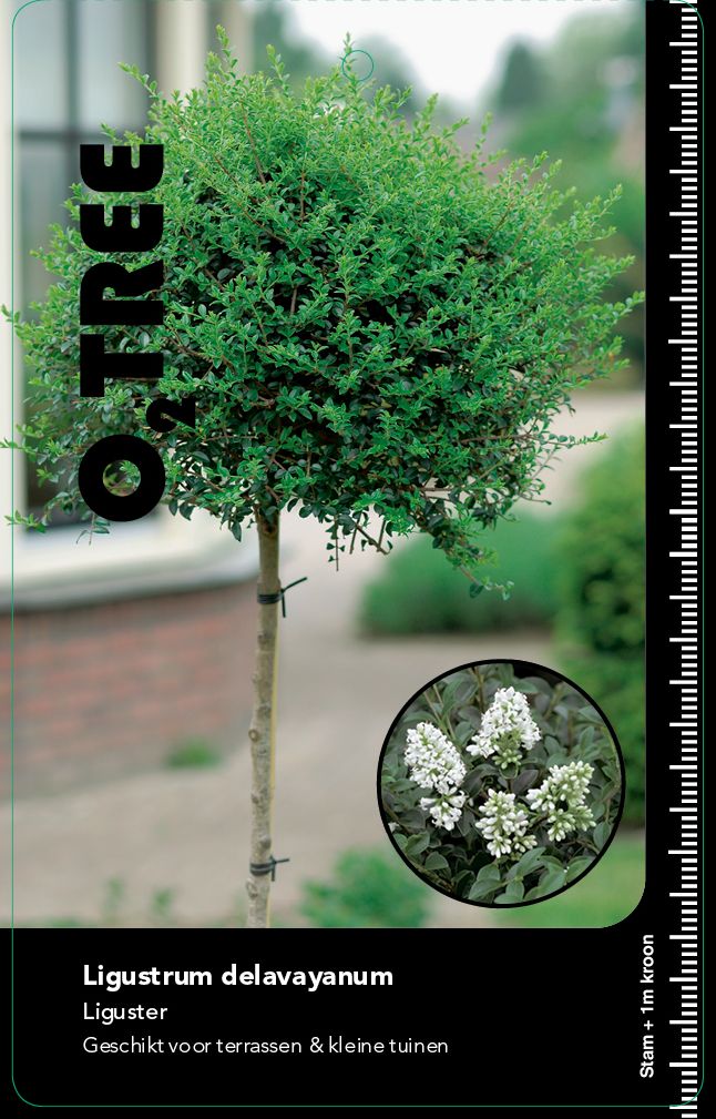 ligustrum-delavayanum