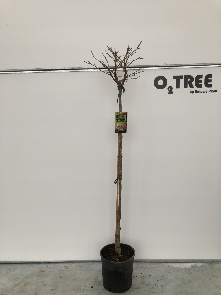 liquidambar-styraciflua--gum-ball--c15-150cm