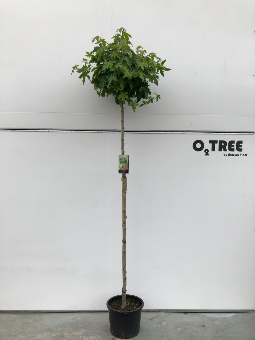 liquidambar-styraciflua--gum-ball--c20-8-10-12-200cm