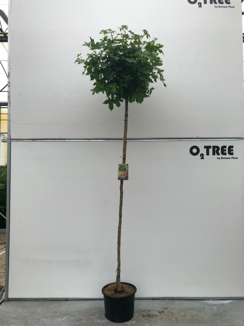 liquidambar-styraciflua--gum-ball--c25-8-10-12-220cm