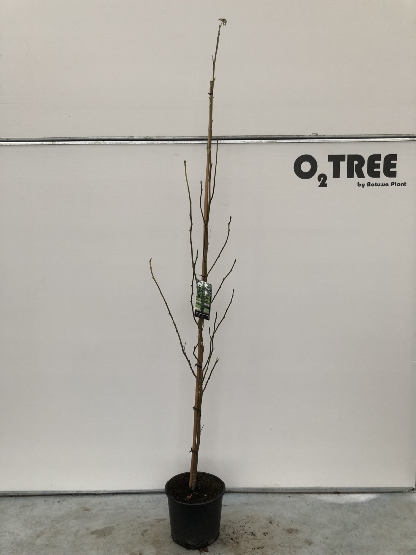 liquidambar-styraciflua--slenders-silhouet--c10-200-250