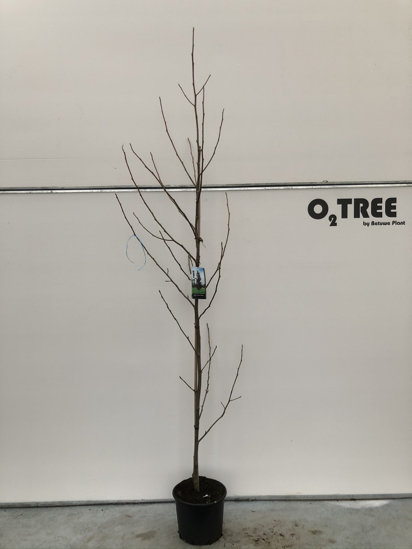 liquidambar-styraciflua--worplesdon--c12-200-250