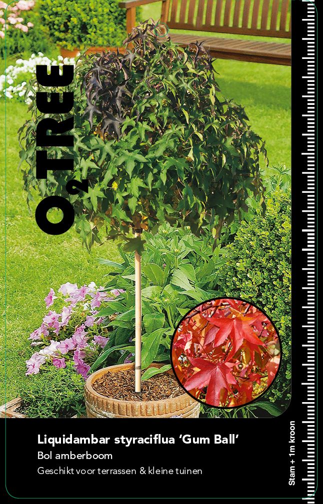 liquidambar-styraciflua-gum-ball