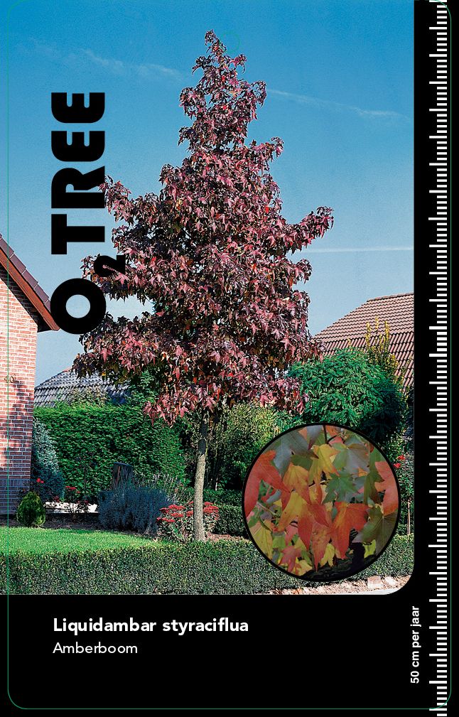 liquidambar-styraciflua