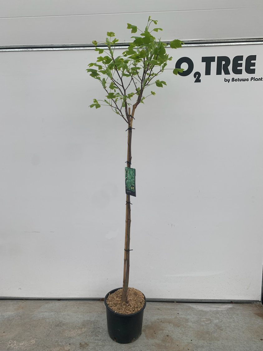 liriodendron-tulipifera--edward-gursztyn--c12-120cm