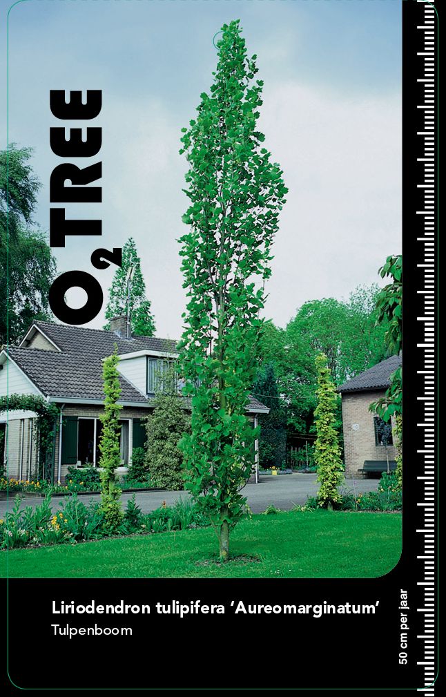 liriodendron-tulipifera-aureomarginatum