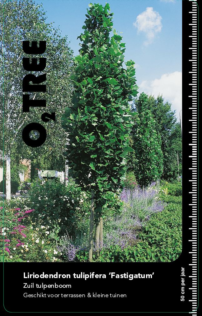liriodendron-tulipifera-fastigatum