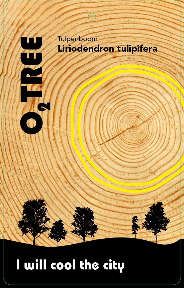 liriodendron-tulipifera-thema