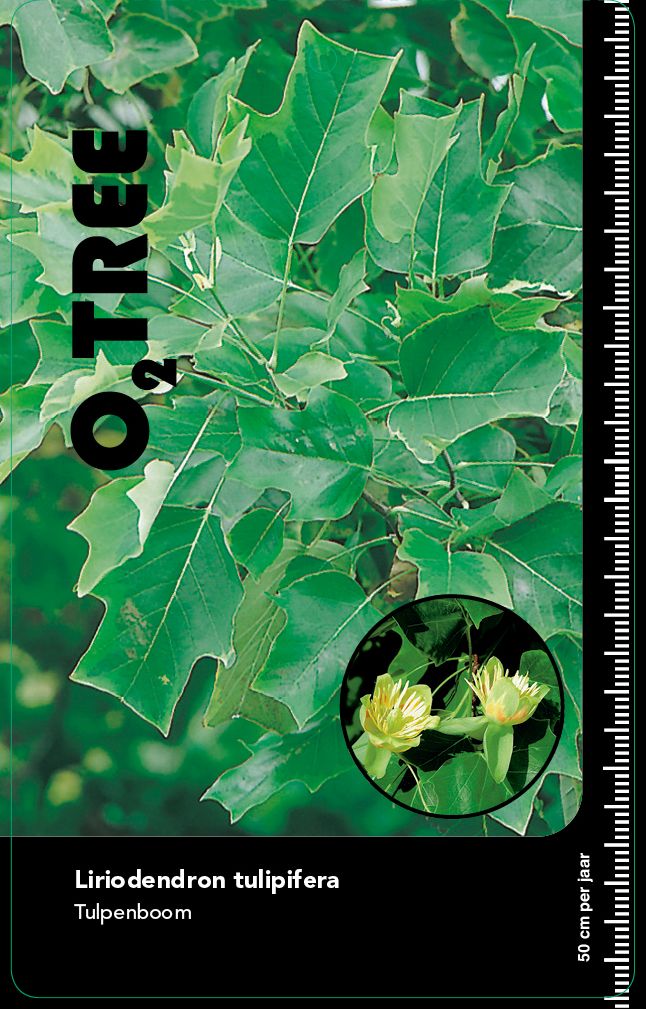 liriodendron-tulipifera