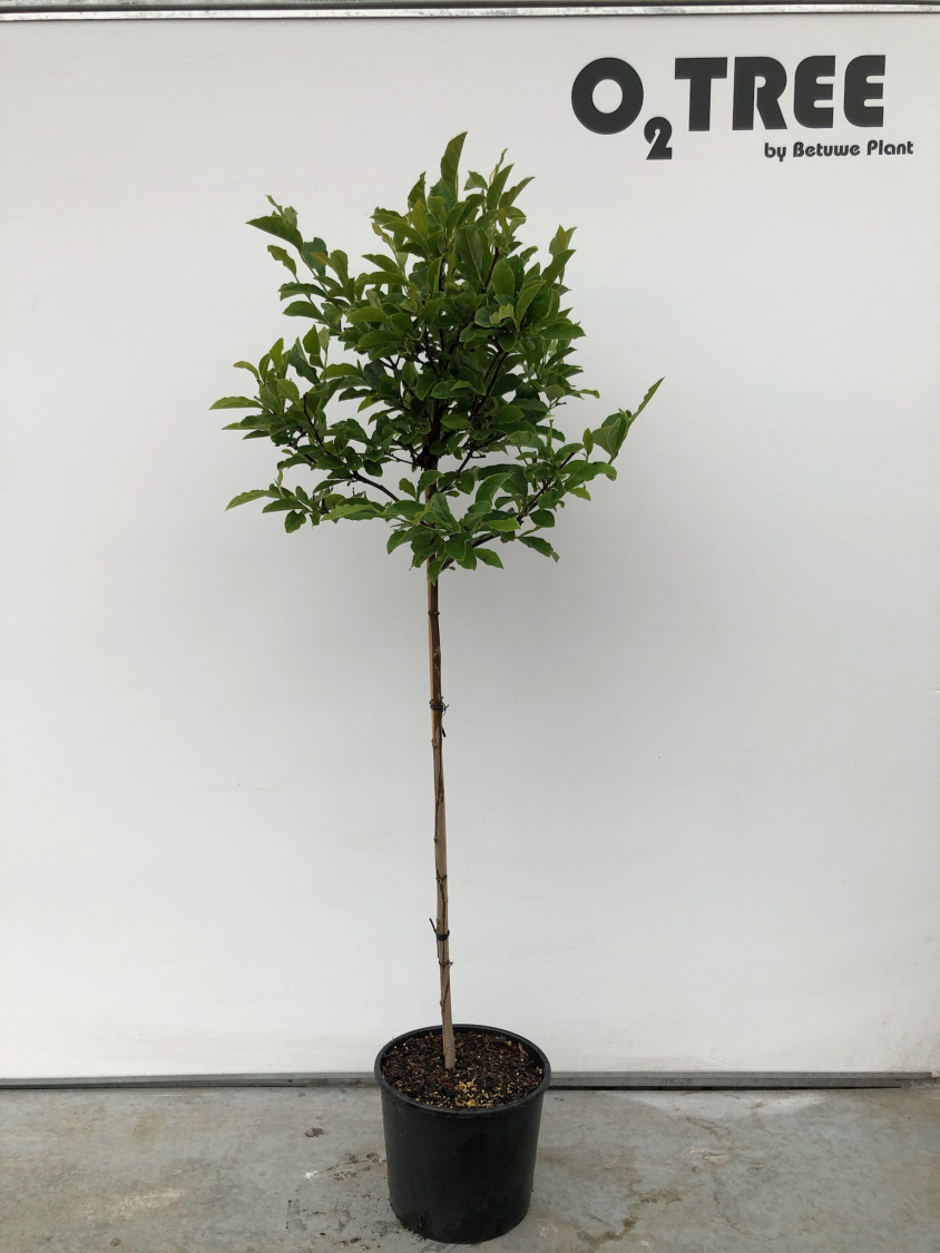 magnolia--george-henry-kern--c10-90cm