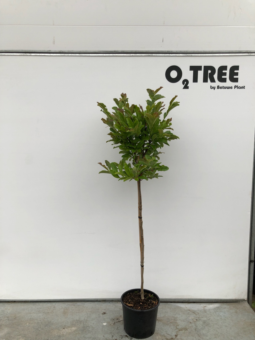 magnolia--leonard-messel--c10-90cm