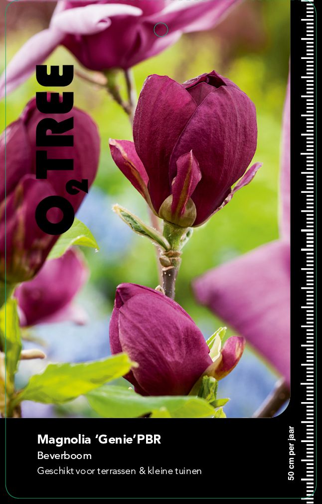 magnolia-genie