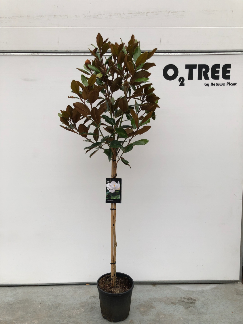 magnolia-grandiflora--little-gem--c10-80cm