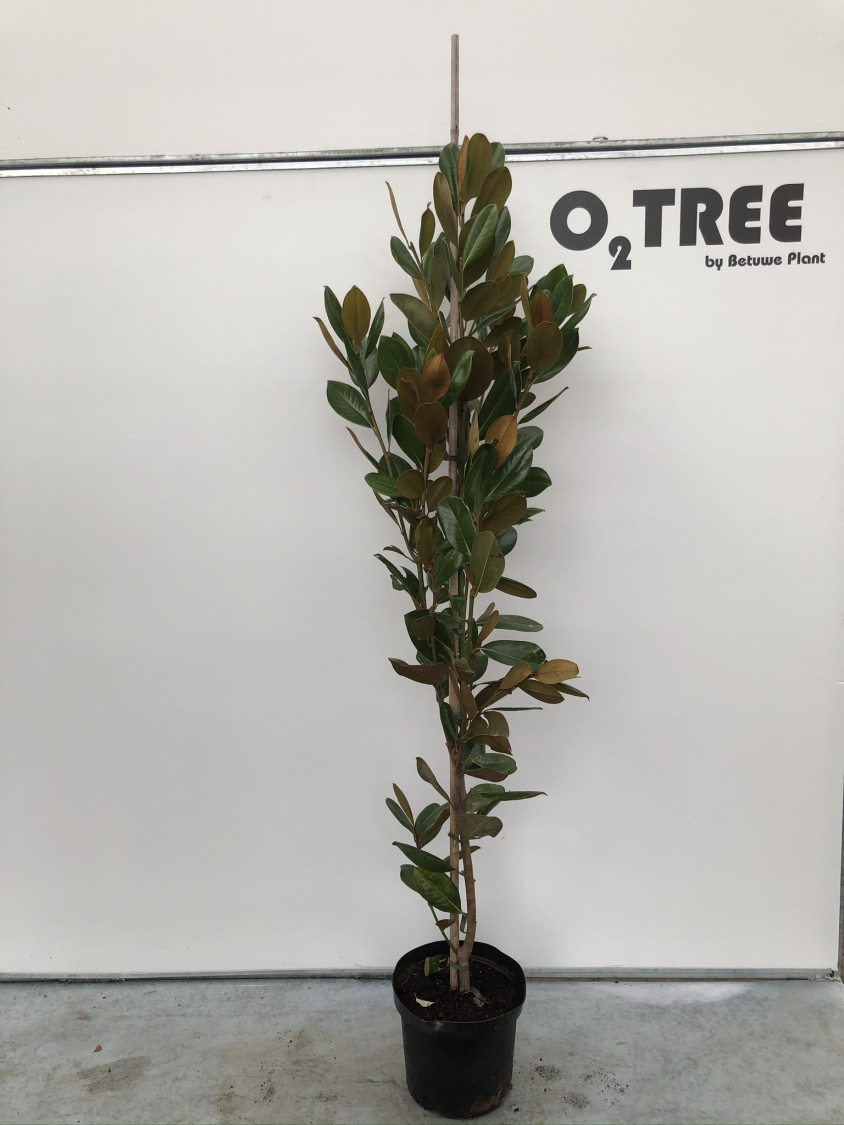 magnolia-grandiflora-c12-175-200