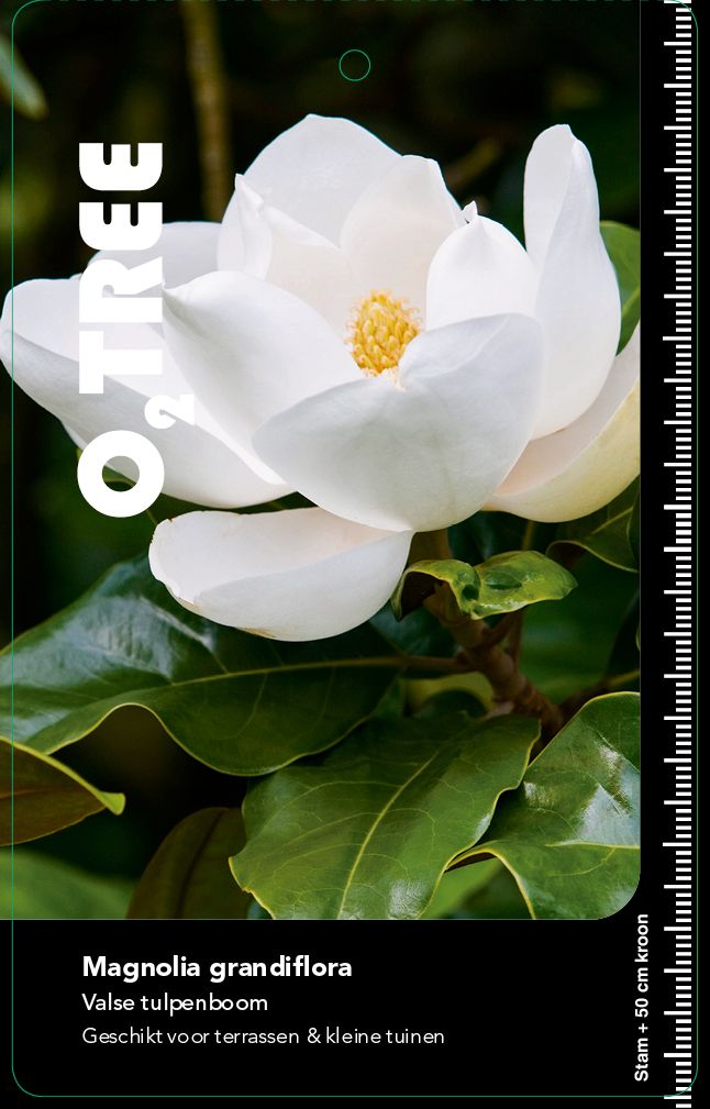 magnolia-grandiflora