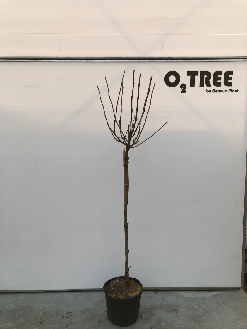 magnolia-soulangeana-c10-90cm--2-