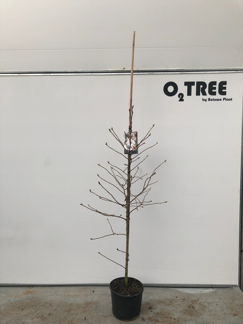 magnolia-stellata-c10-150-175