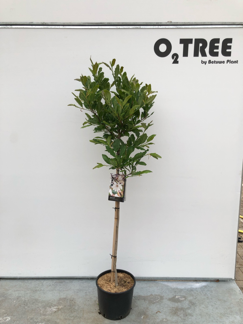 magnolia-stellata-c10-80cm