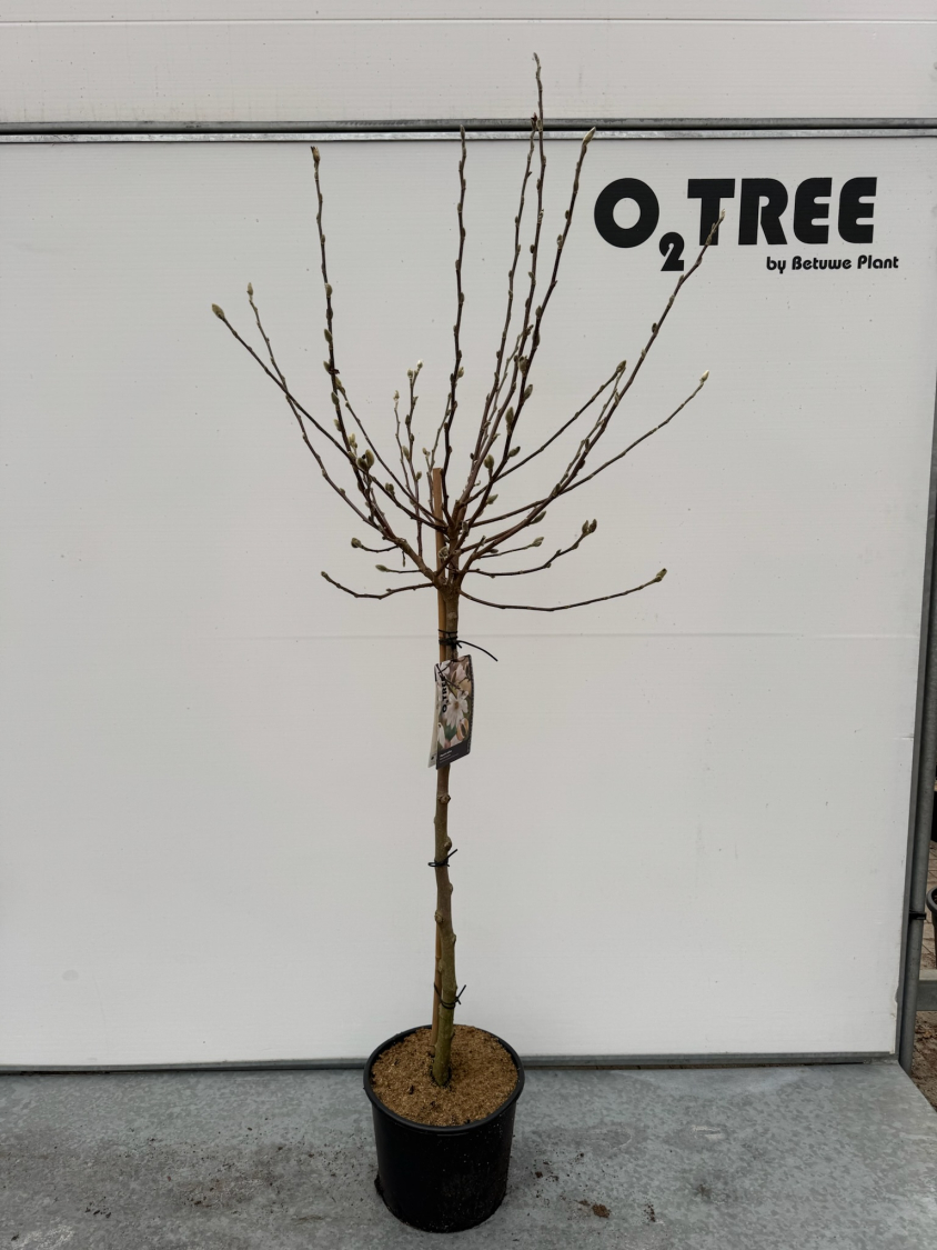 magnolia-stellata-c12-90cm
