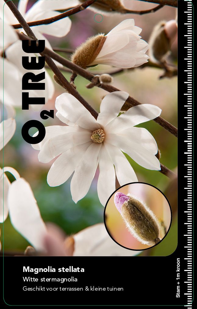 magnolia-stellata