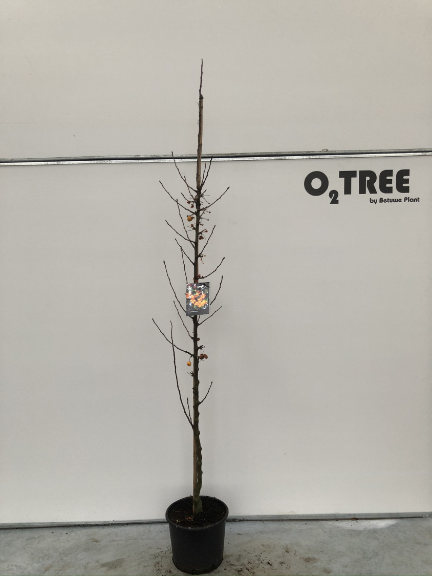 malus--john-downie--c12-200-250