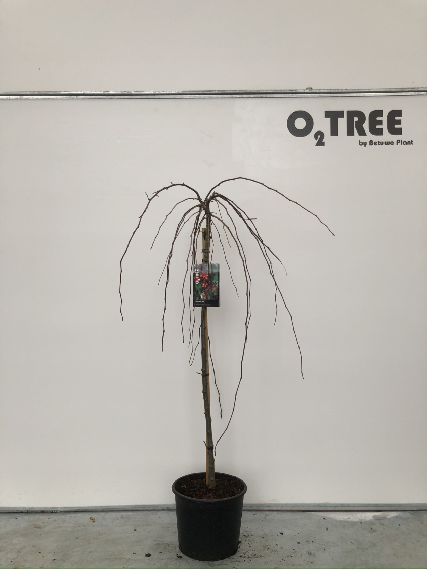 malus--red-jade--c10-120cm