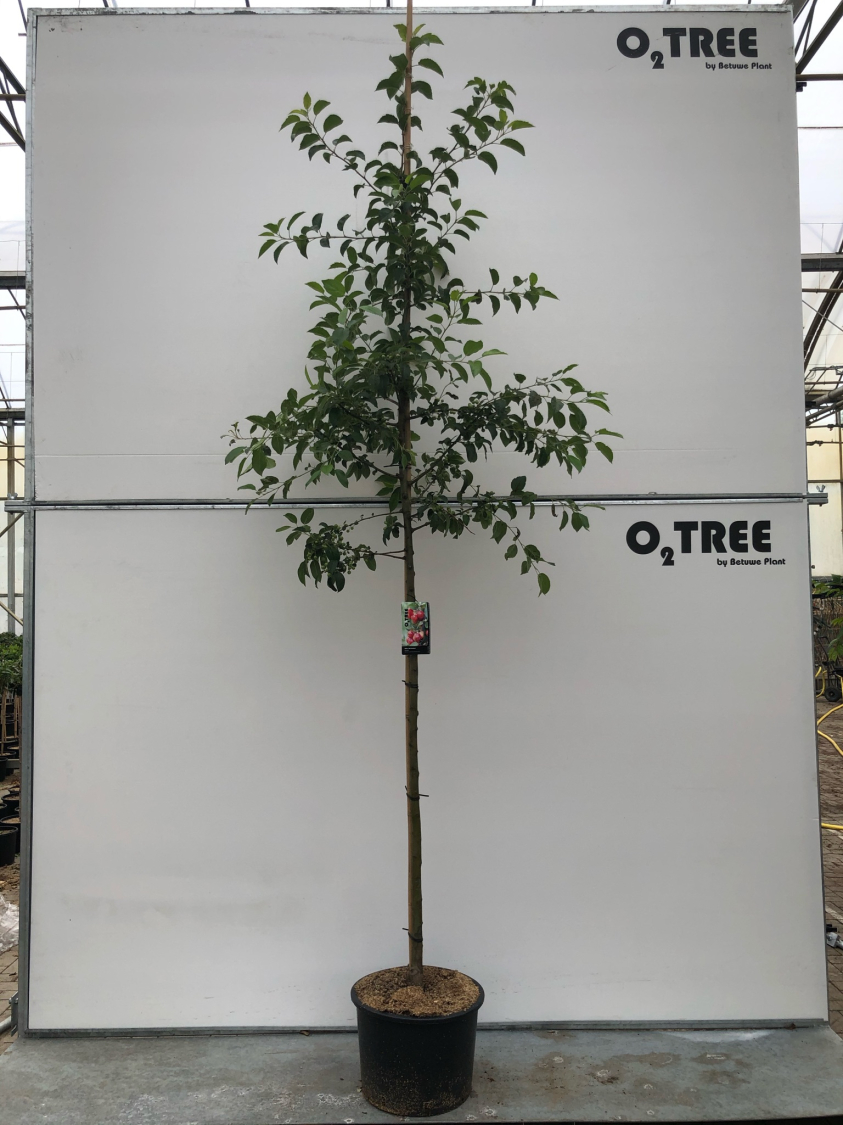 malus--red-sentinel--8-10-12