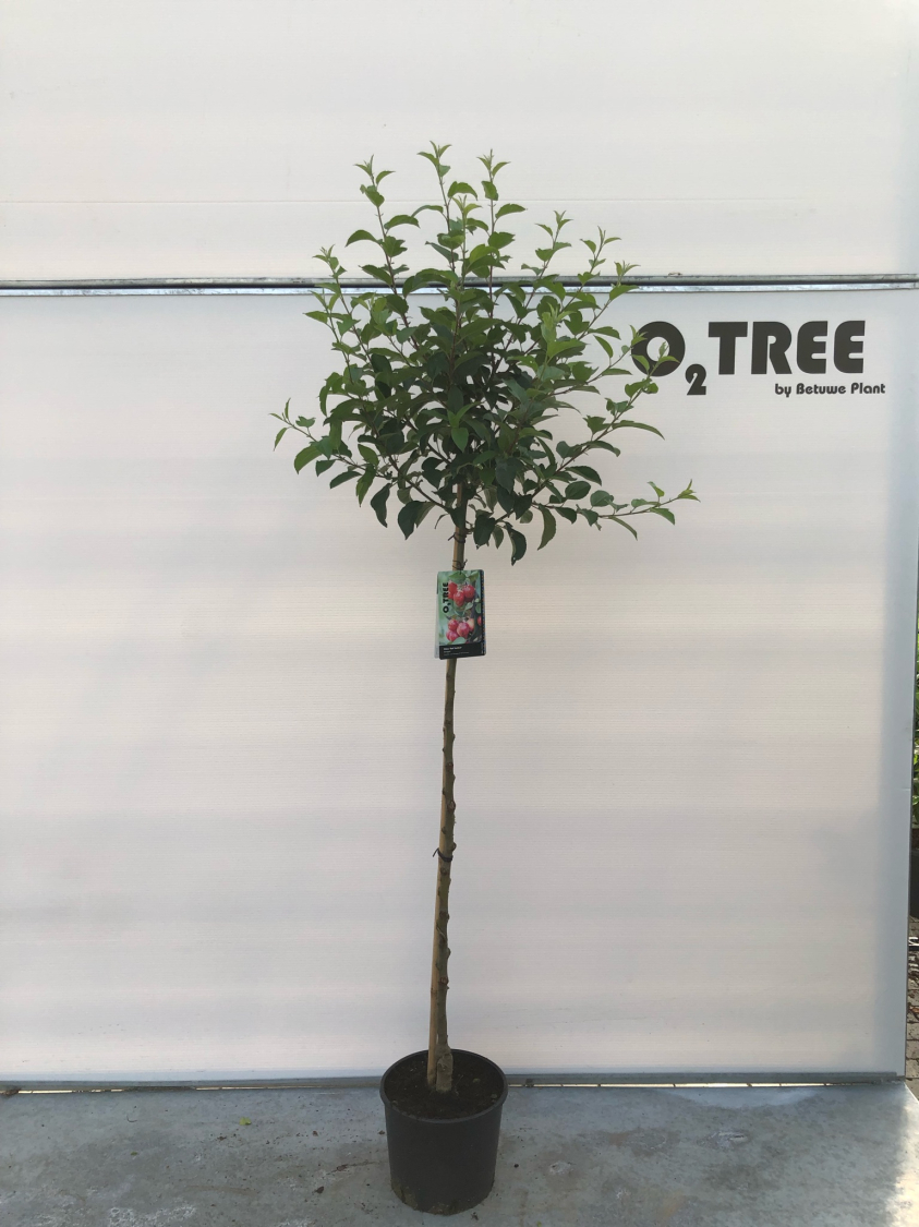 malus--red-sentinel--c10-120cm--2-