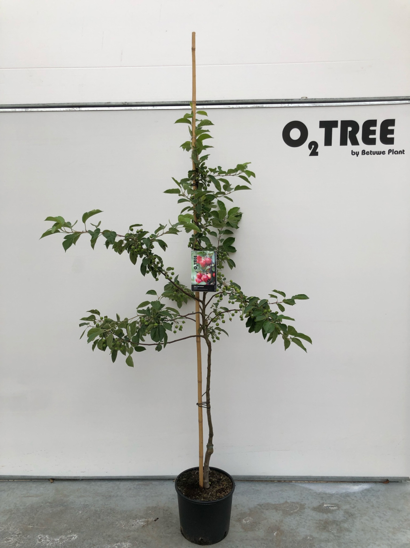 malus--red-sentinel--c12-175-200-250