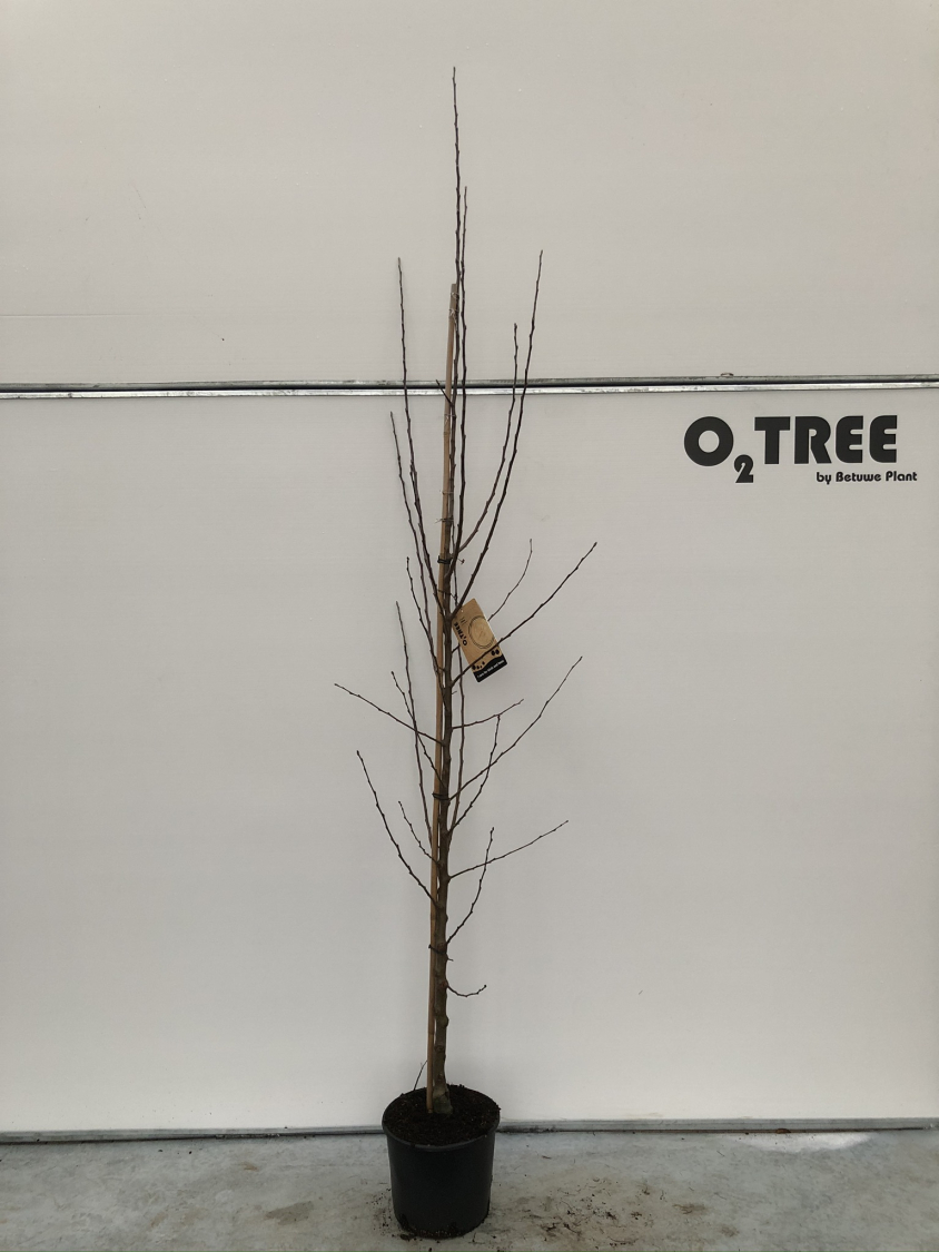 malus--red-sentinel--c12-200-250