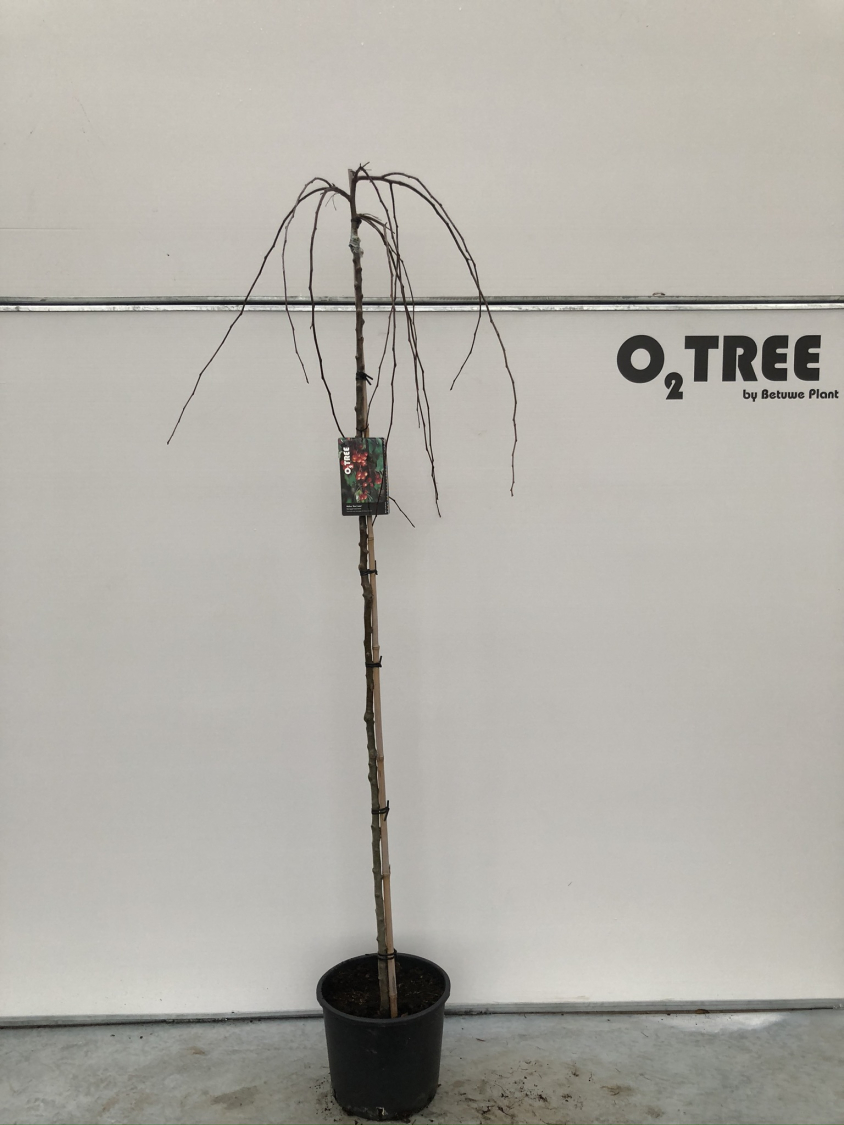 malus--royal-beauty--c15-180cm