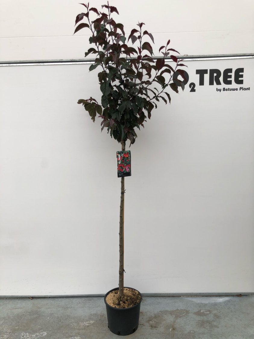 malus--rudolph--c10-120cm
