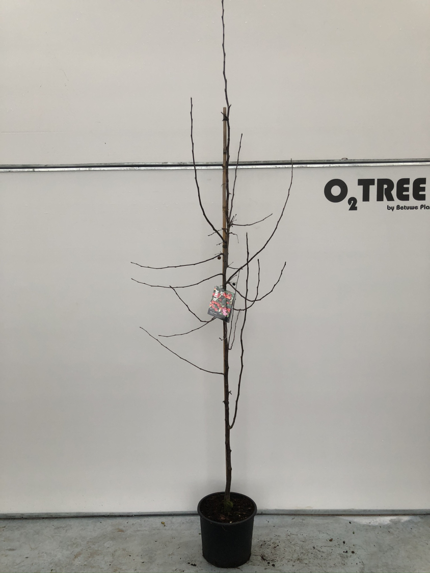 malus--rudolph--c12-200-250