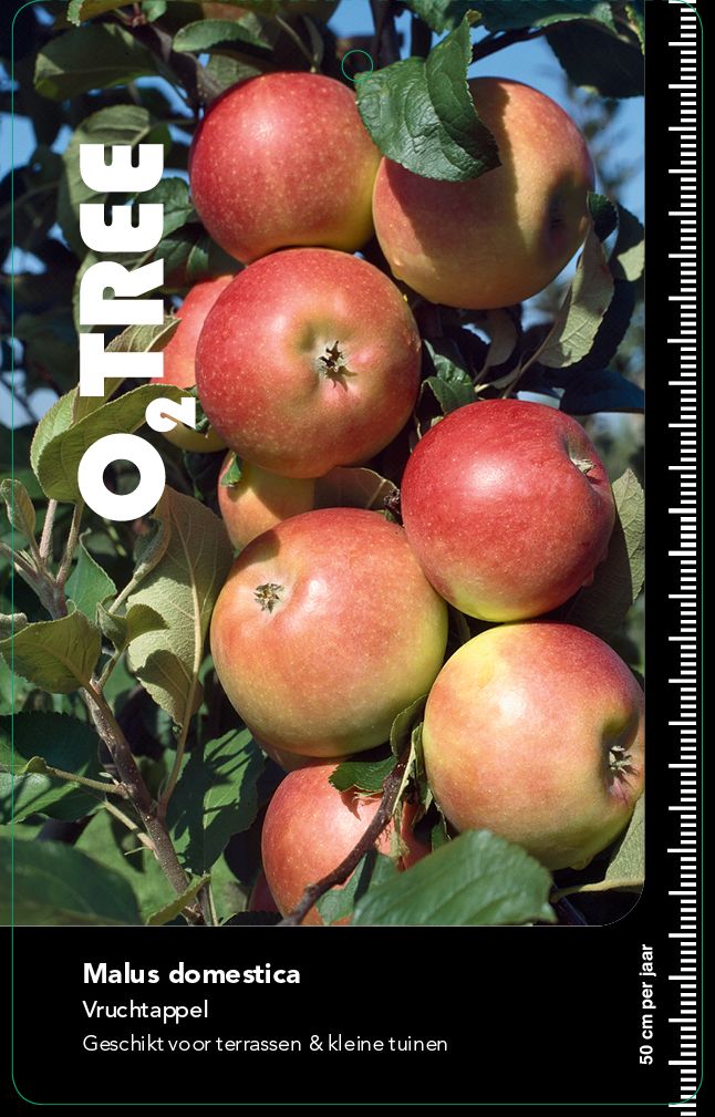 malus-domestica