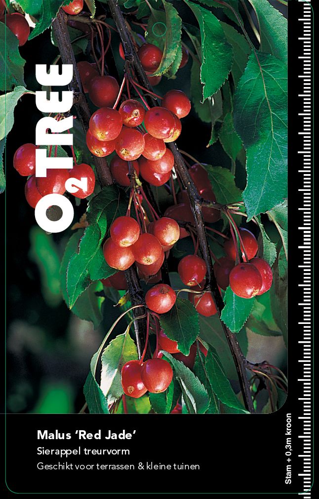 malus-red-jade